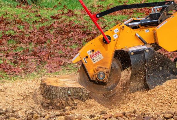 stump grinding service Columbia MO