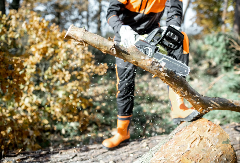 tree removal service Columbia MO