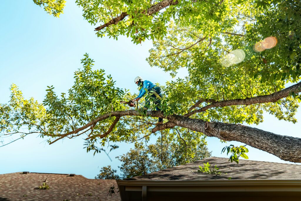 tree trimming service Columbia MO